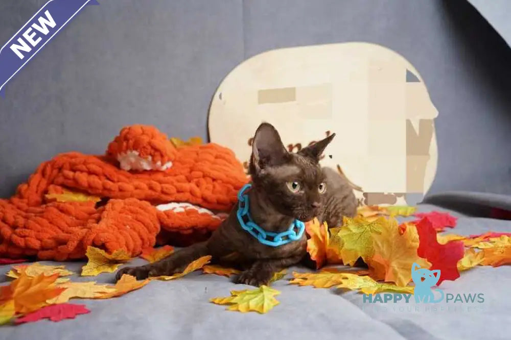 Dixi Devon Rex male cinnamon live animals