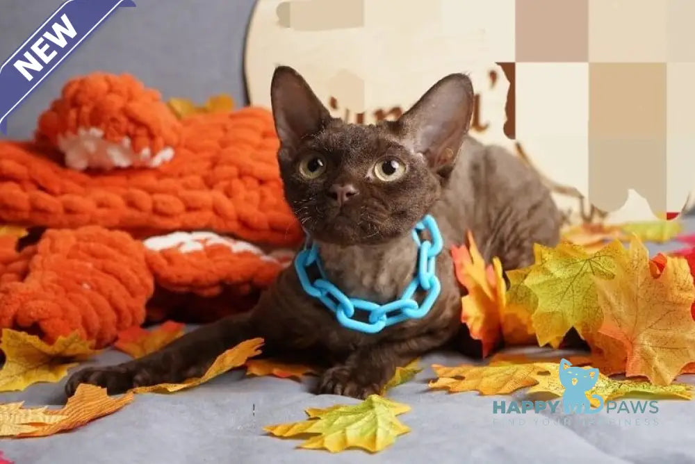Dixi Devon Rex male cinnamon live animals