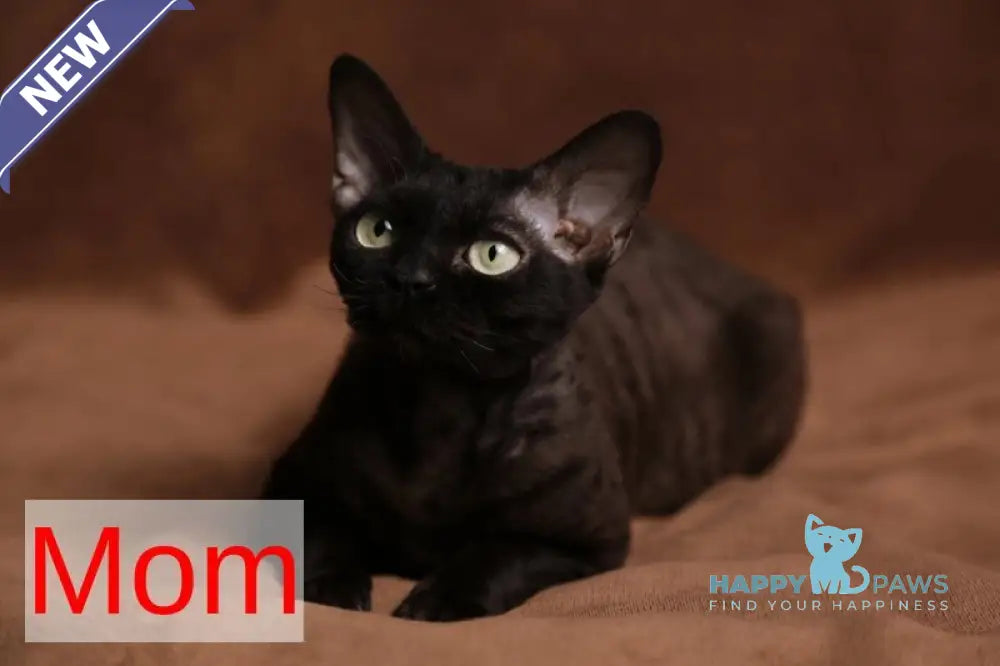 Dixi Devon Rex male cinnamon live animals
