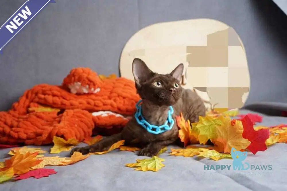 Dixi Devon Rex male cinnamon live animals