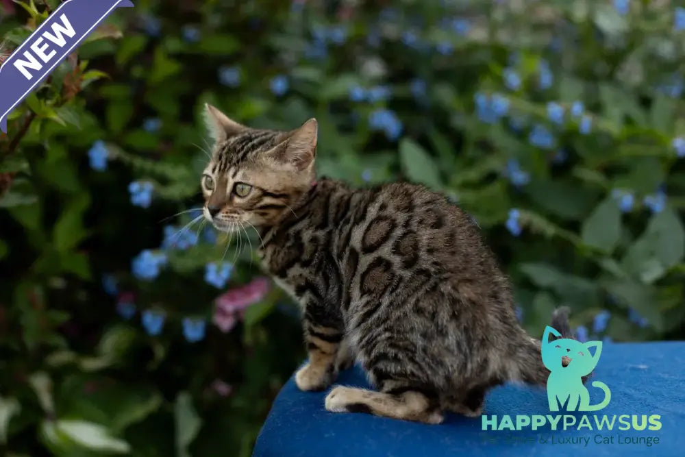 Dixie Bengal female black spotted tabby - live animals