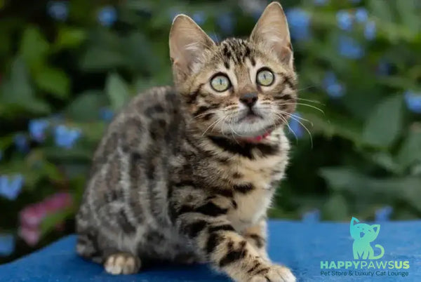 Dixie Bengal female black spotted tabby - live animals