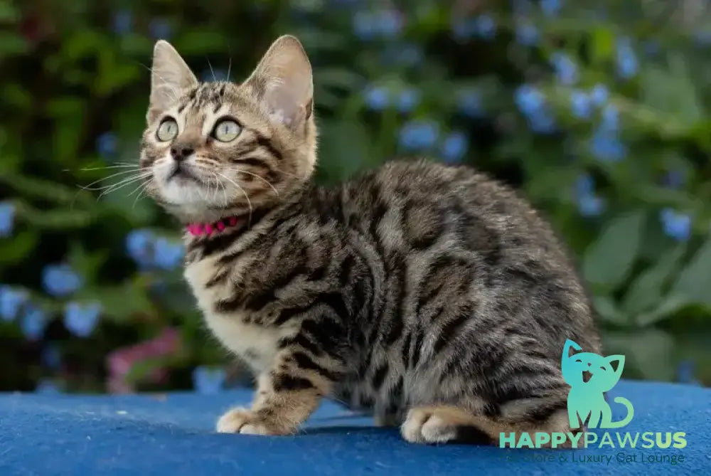 Dixie Bengal female black spotted tabby - live animals
