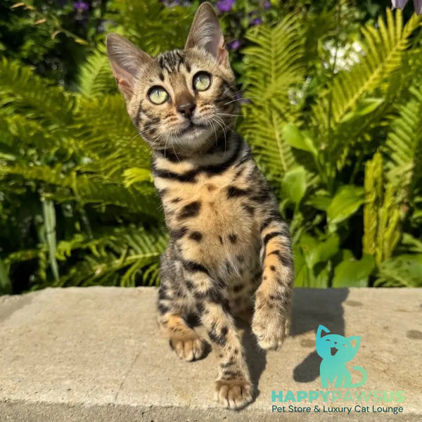 Dixie Bengal female black spotted tabby - live animals