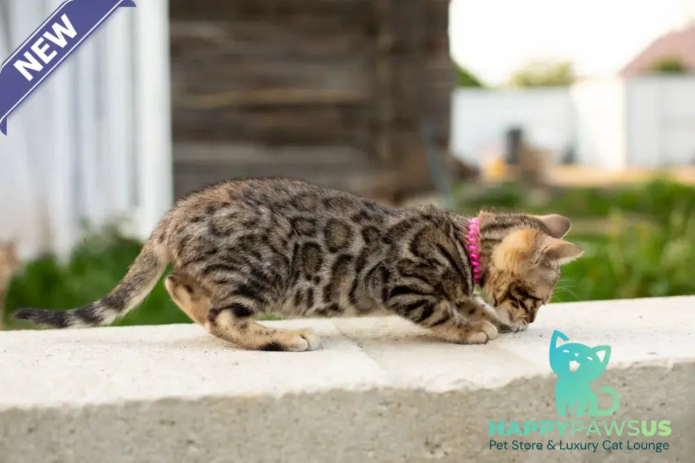 Dixie Bengal female black spotted tabby - live animals
