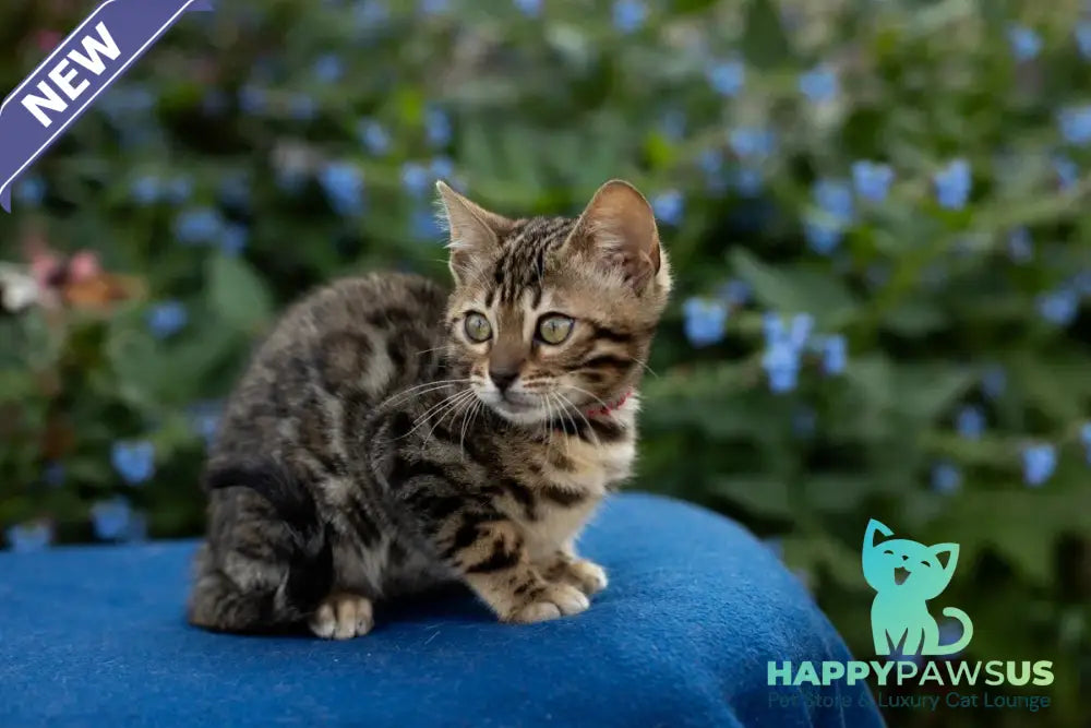 Dixie Bengal female black spotted tabby - live animals