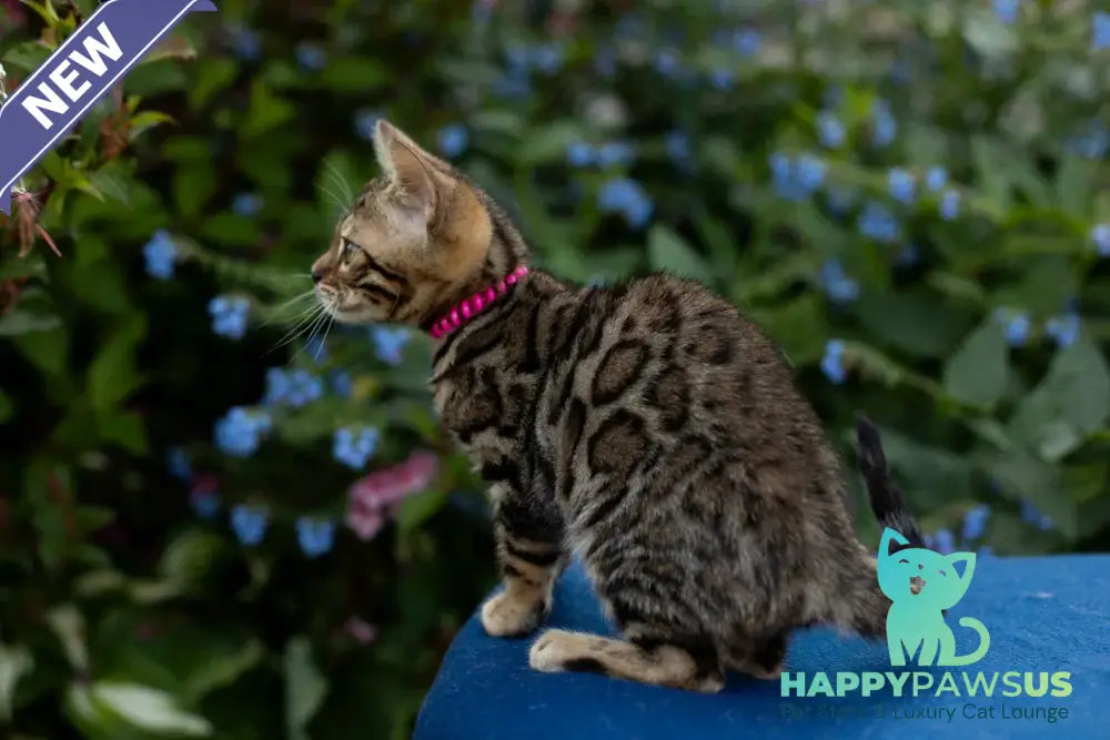 Dixie Bengal female black spotted tabby - live animals