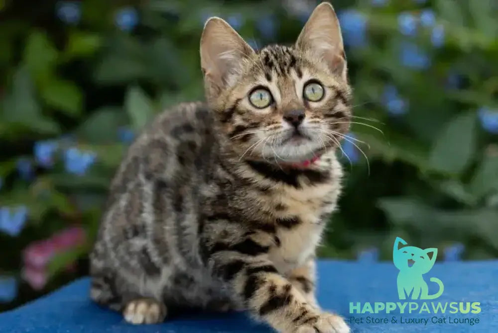 Dixie Bengal female black spotted tabby - live animals