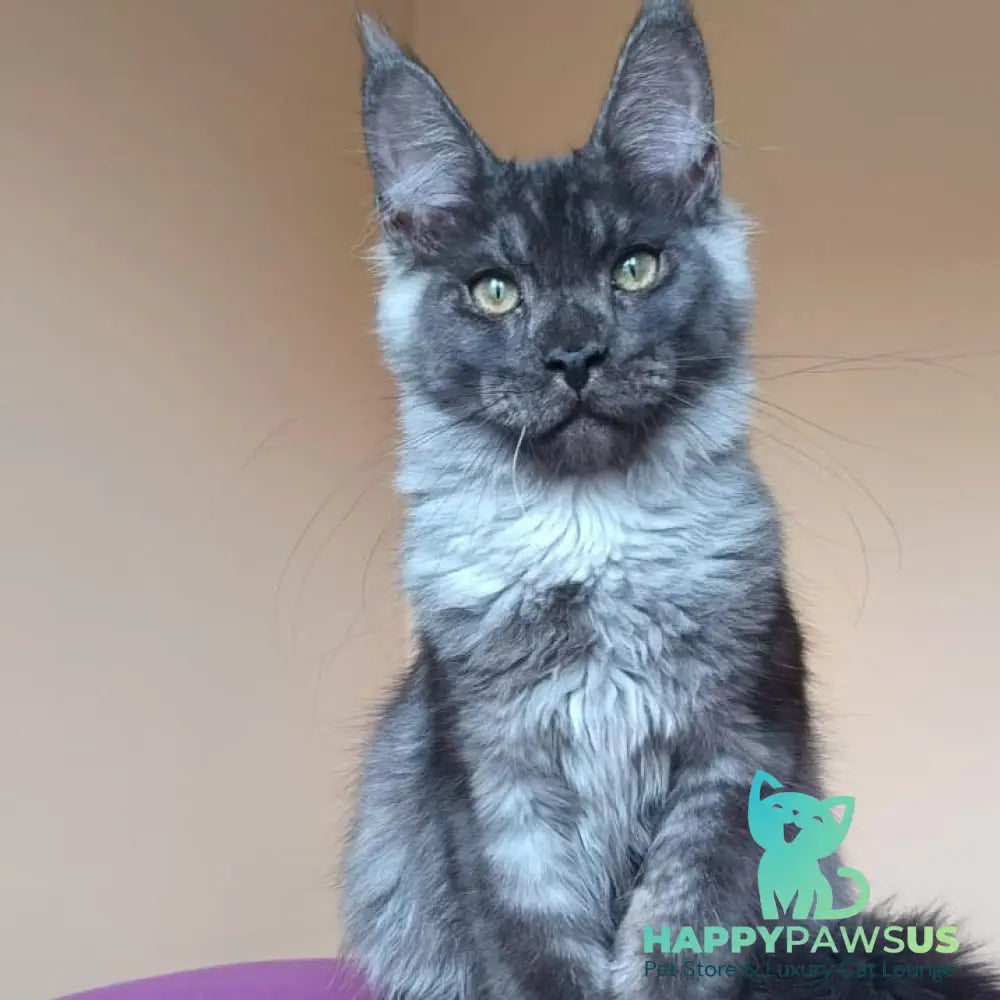 Dixon Maine Coon male black silver - live animals