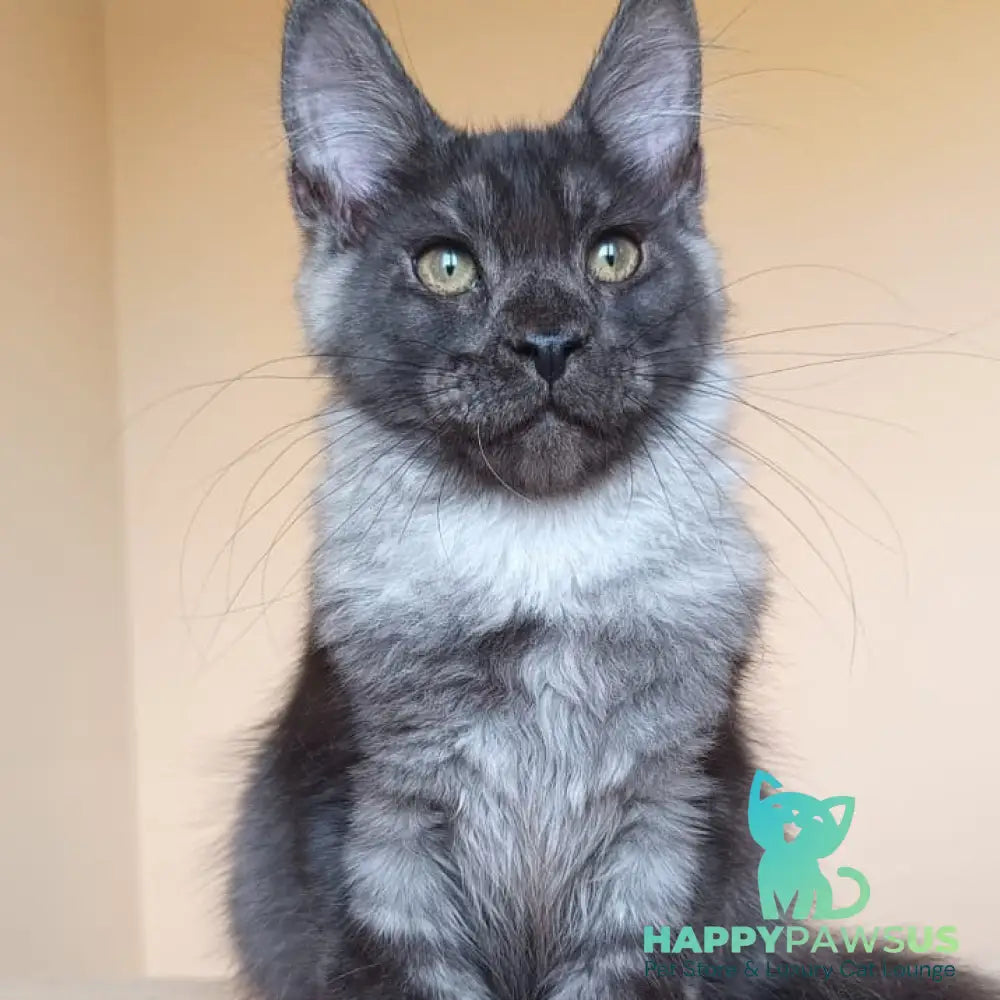 Dixon Maine Coon male black silver - live animals