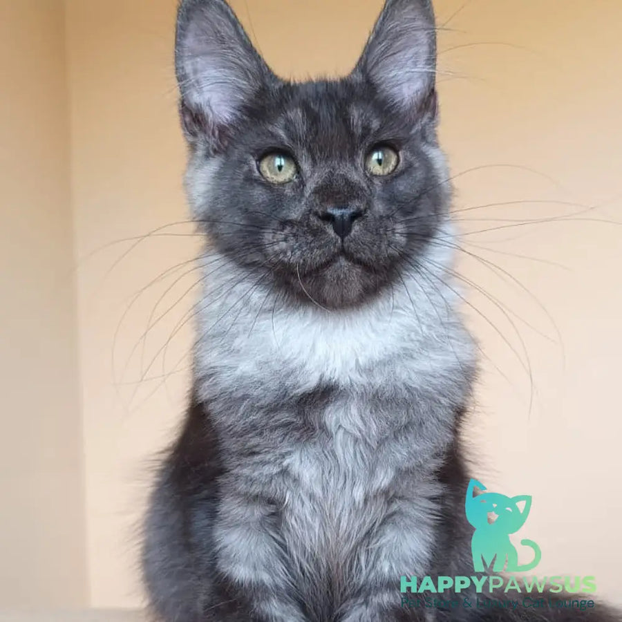 Dixon Maine Coon male black silver - live animals