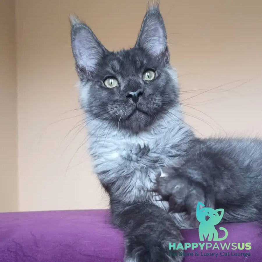 Dixon Maine Coon male black silver - live animals