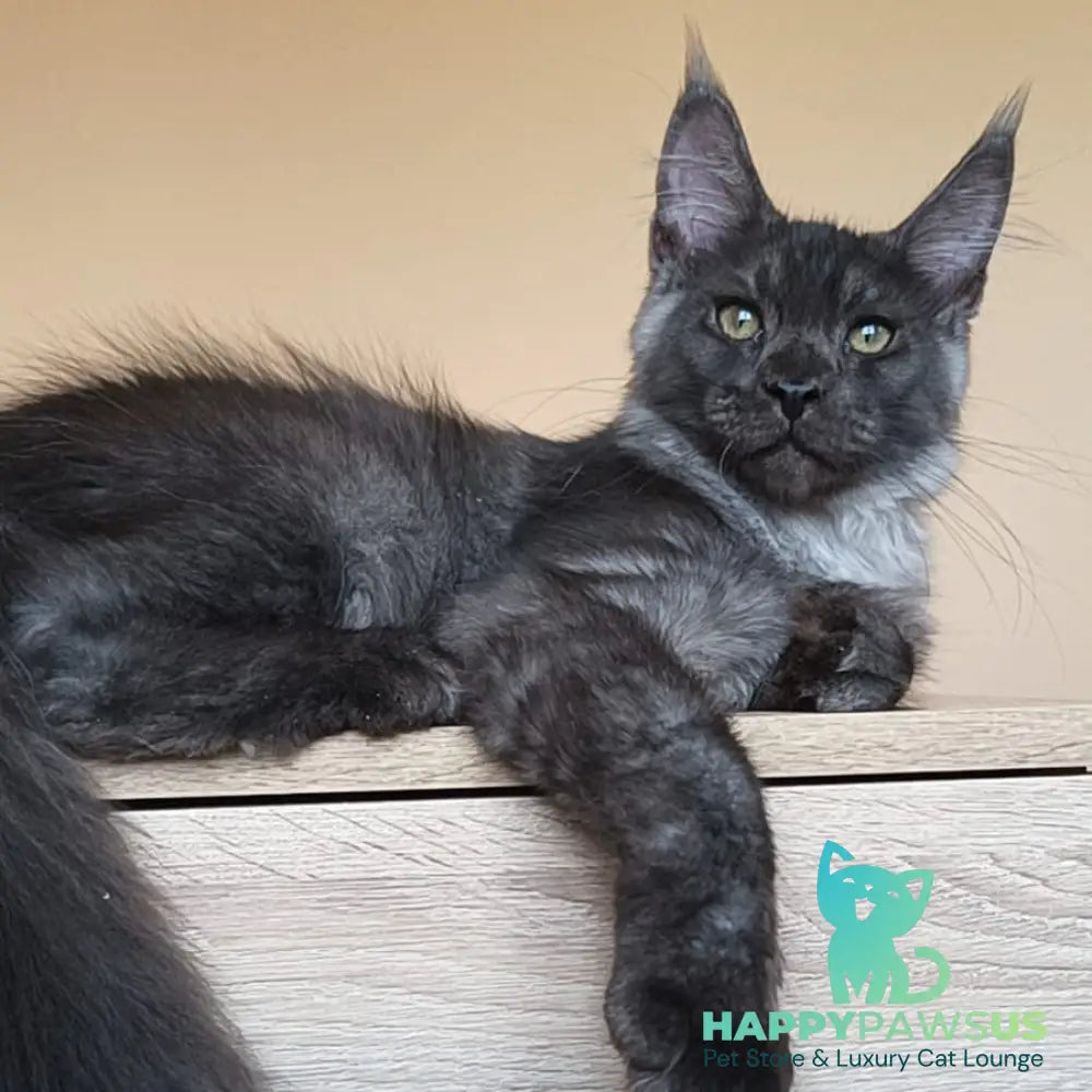 Dixon Maine Coon male black silver - live animals