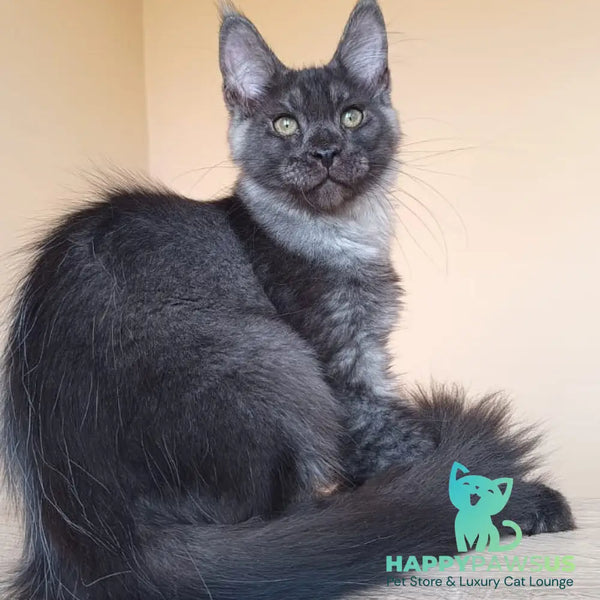 Dixon Maine Coon male black silver - live animals