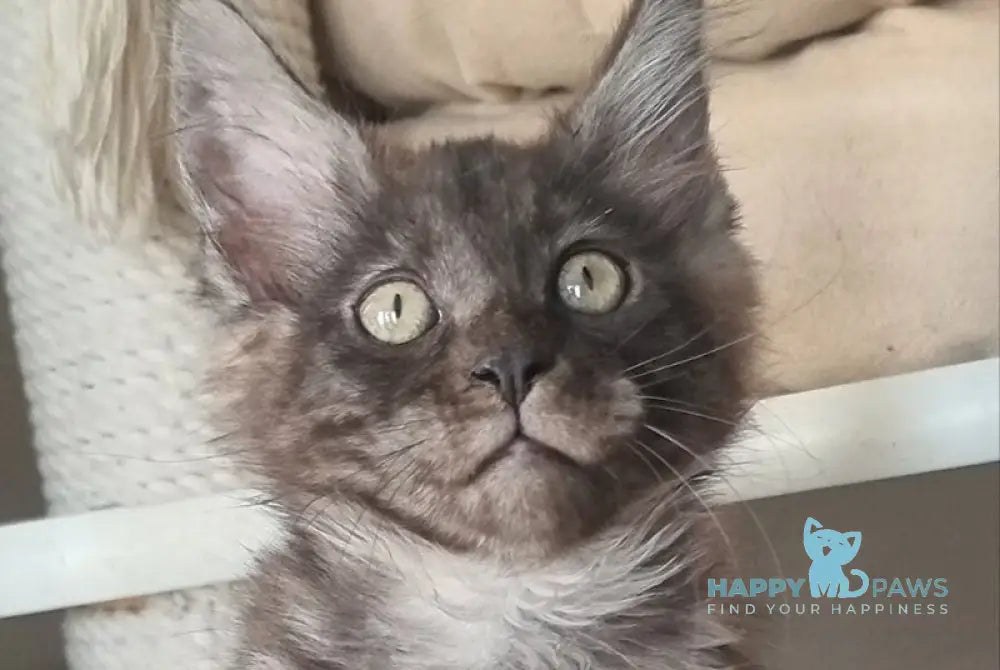 Dixon Maine Coon male black silver - live animals