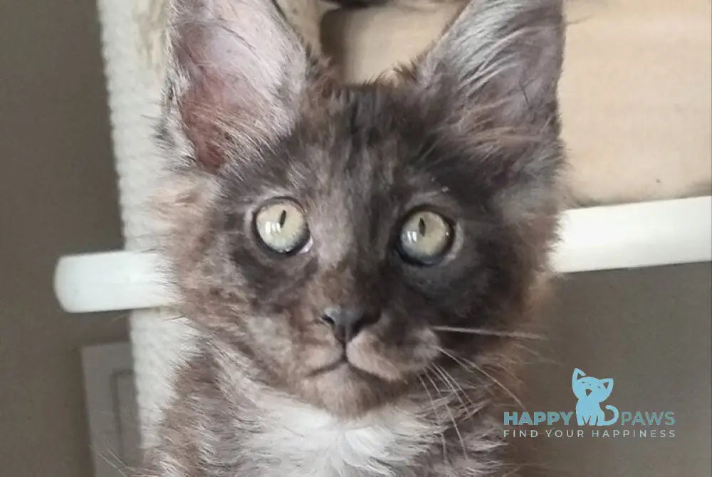 Dixon Maine Coon male black silver - live animals