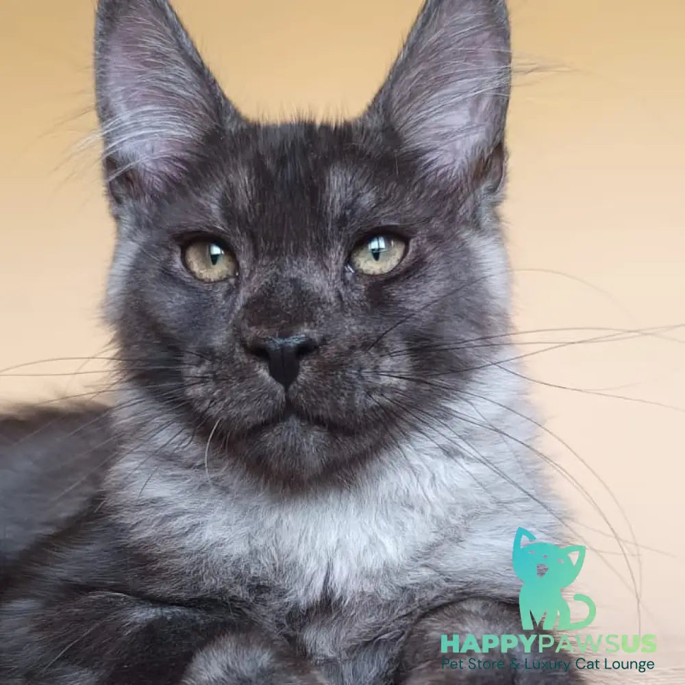 Dixon Maine Coon male black silver - live animals
