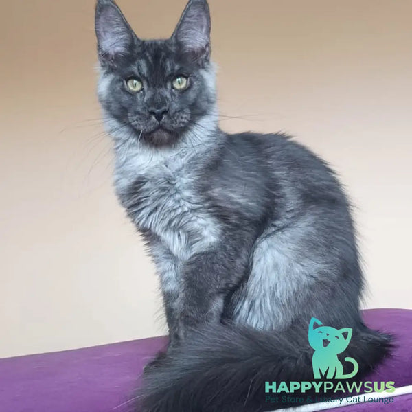 Dixon Maine Coon male black silver - live animals