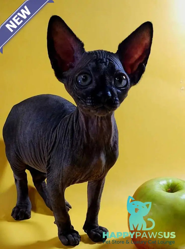 Dizel Canadian Sphynx male black - live animals