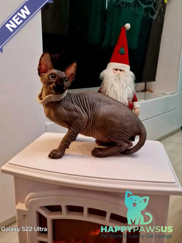 Dizel Canadian Sphynx male black - live animals