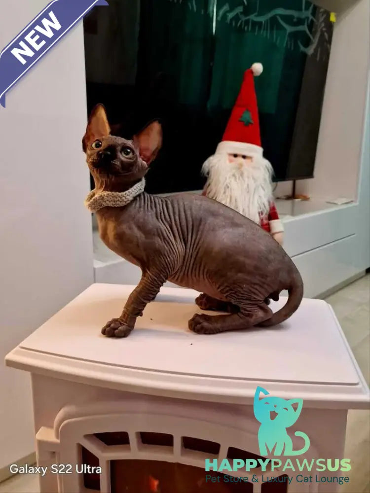 Dizel Canadian Sphynx male black - live animals