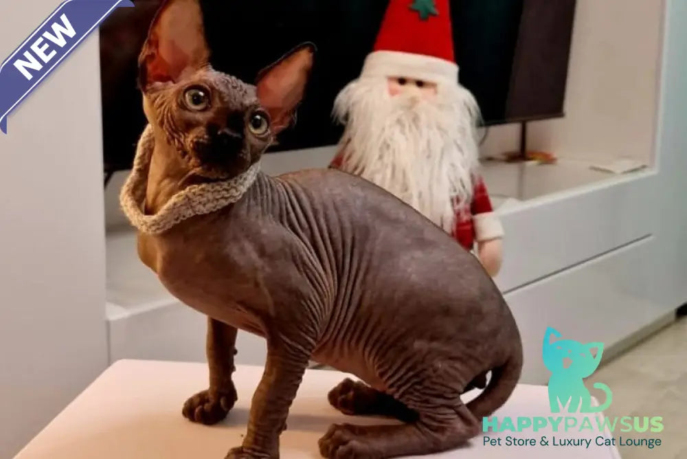 Dizel Canadian Sphynx male black - live animals