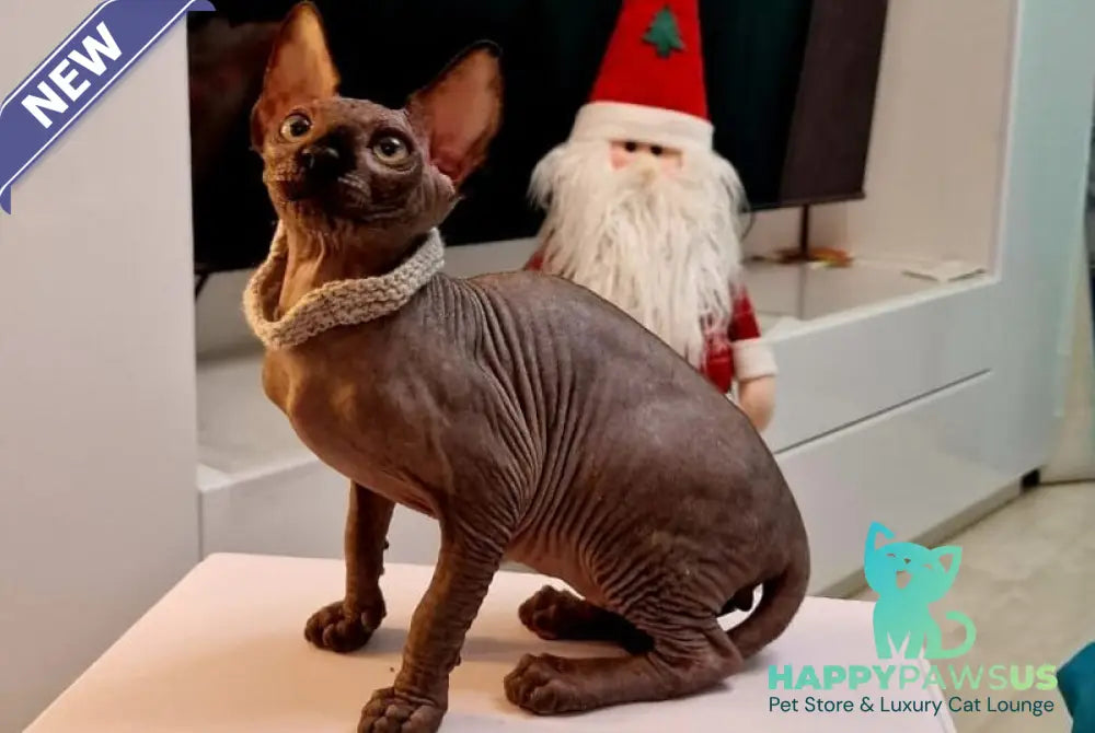 Dizel Canadian Sphynx male black - live animals