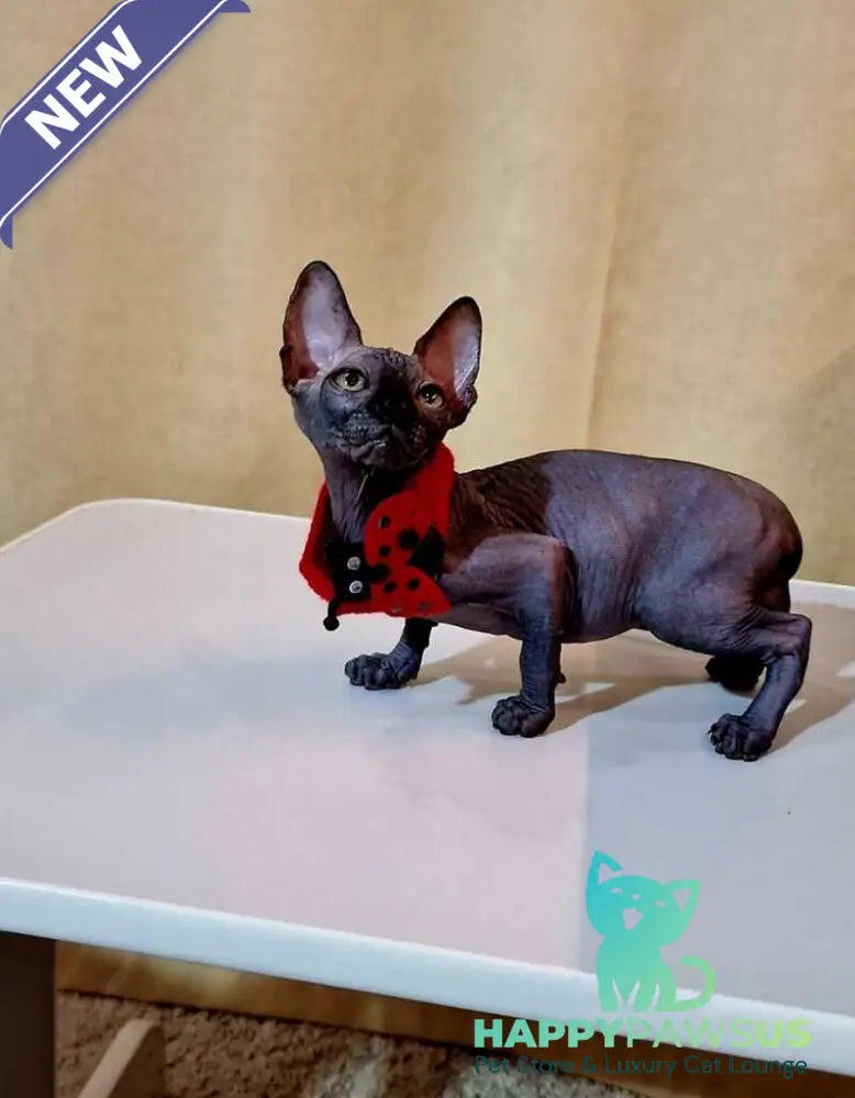 Dizel Canadian Sphynx male black - live animals