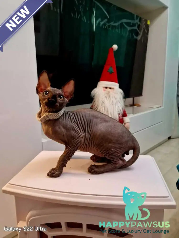 Dizel Canadian Sphynx male black - live animals