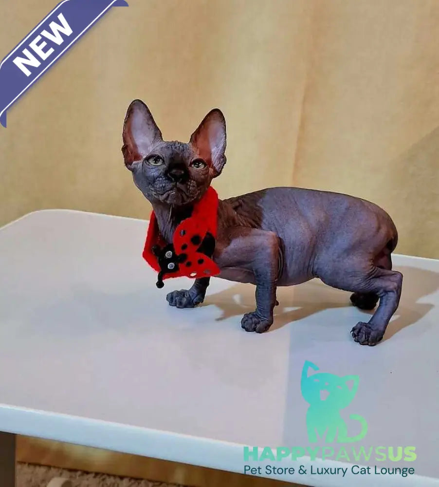 Dizel Canadian Sphynx male black - live animals