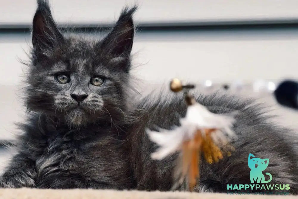 Dizel Maine Coon male blue - live animals