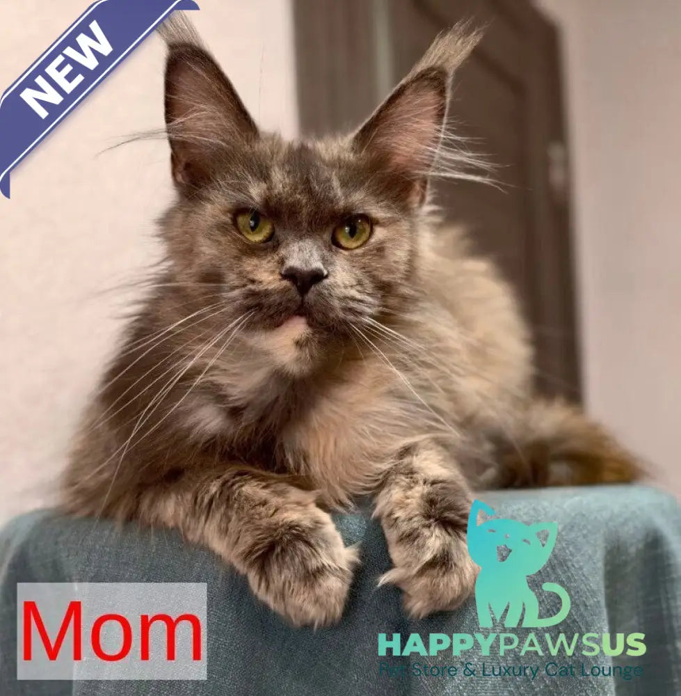 Dizel Maine Coon male blue - live animals