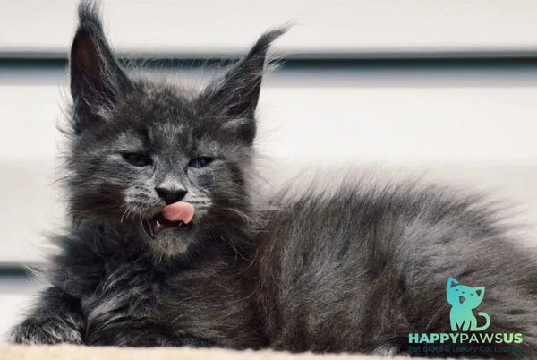 Dizel Maine Coon male blue - live animals