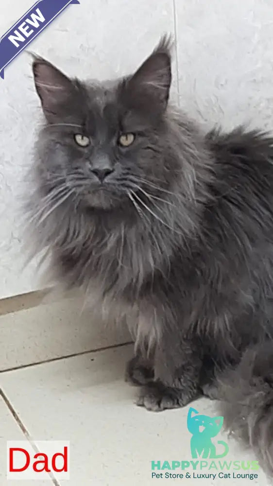 Dizel Maine Coon male blue - live animals
