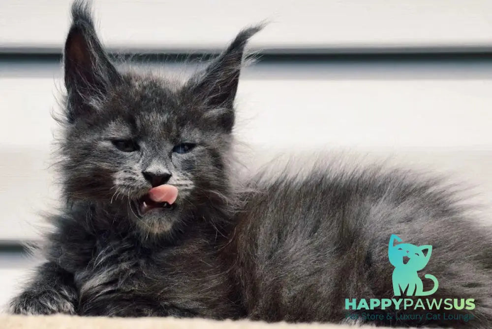 Dizel Maine Coon male blue - live animals