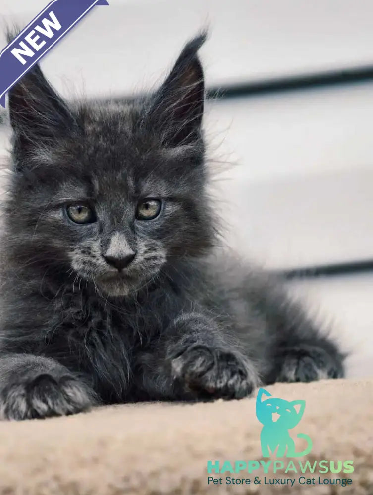 Dizel Maine Coon male blue - live animals