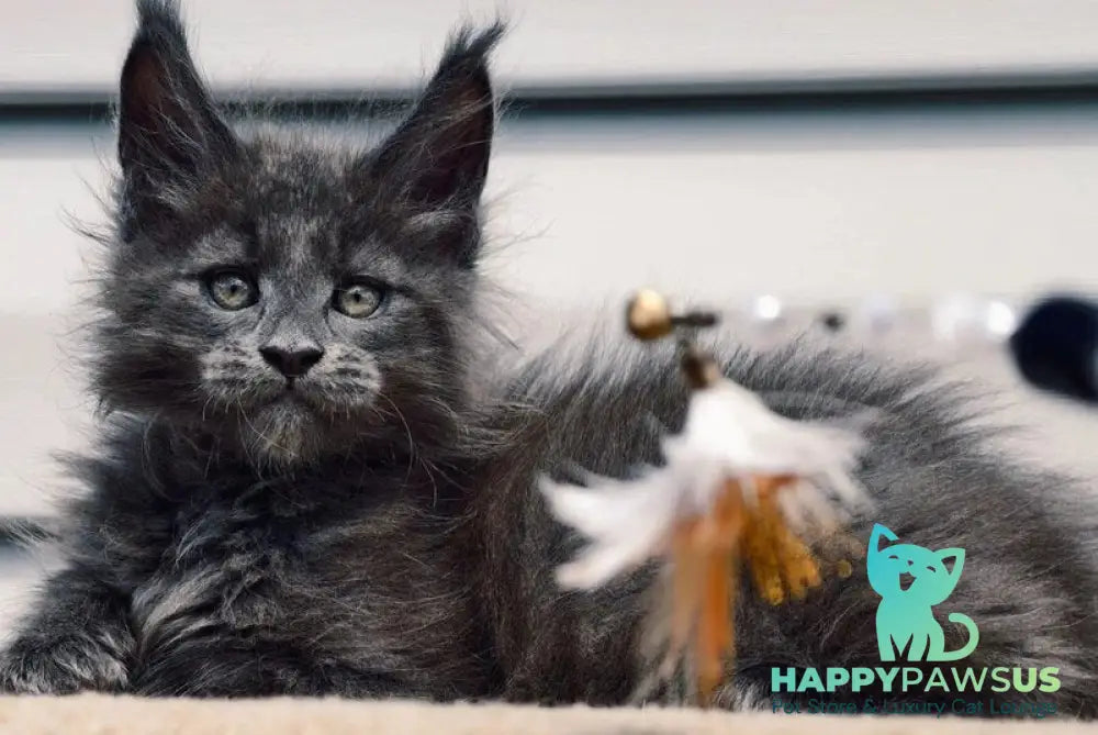 Dizel Maine Coon male blue - live animals