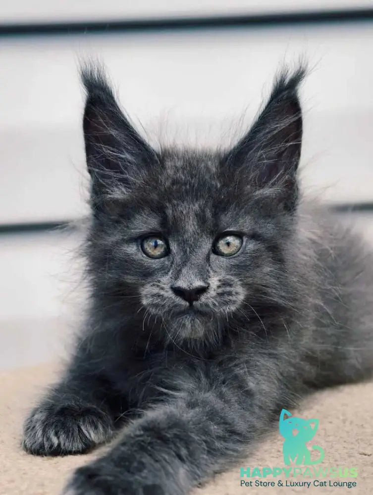 Dizel Maine Coon male blue - live animals