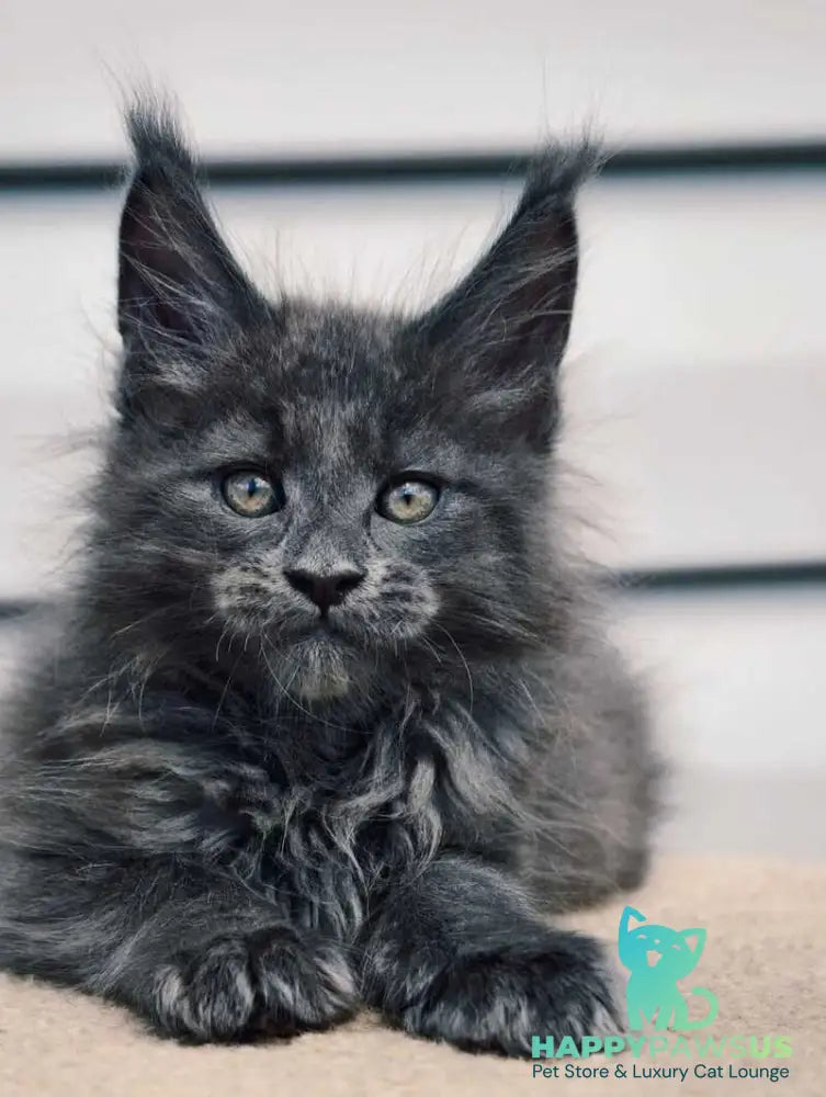 Dizel Maine Coon male blue - live animals