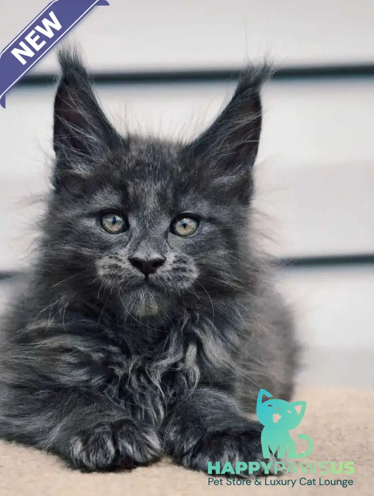 Dizel Maine Coon male blue - live animals