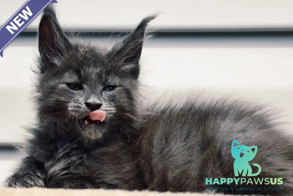 Dizel Maine Coon male blue - live animals