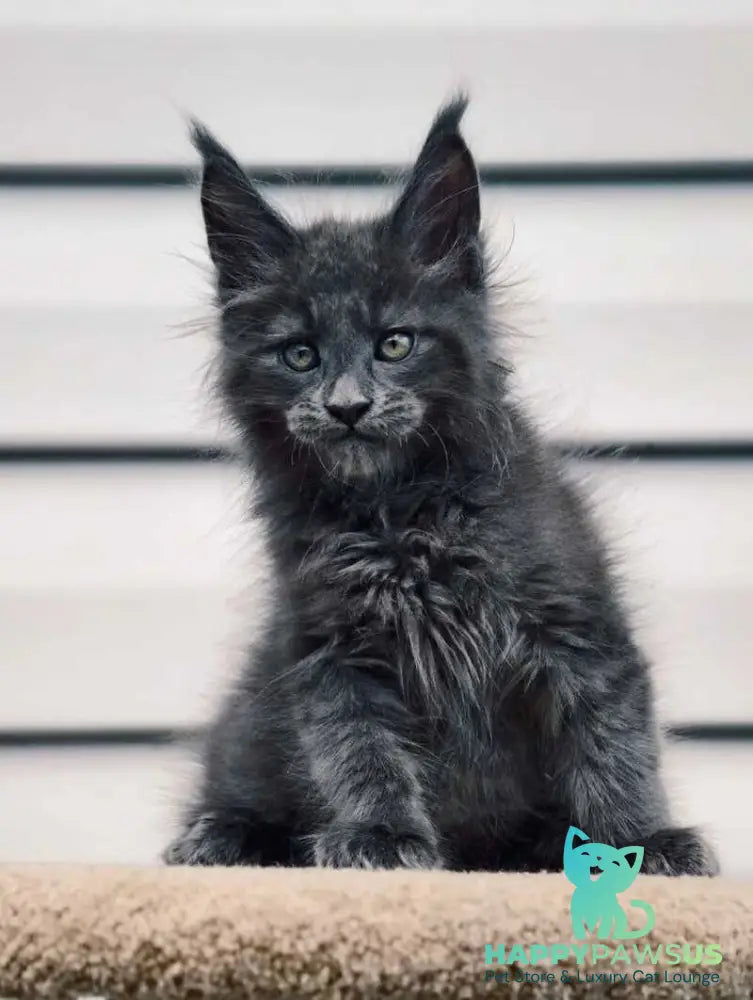 Dizel Maine Coon male blue - live animals