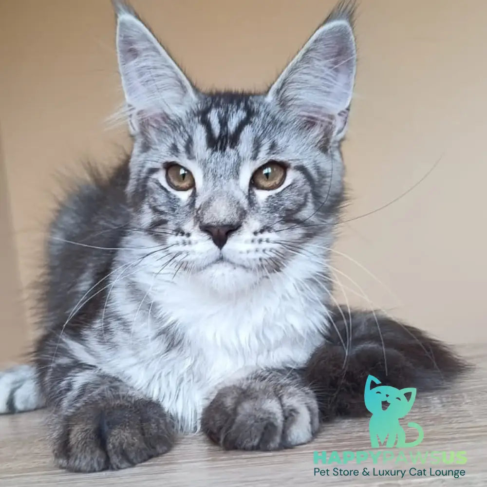 Django Maine Coon male black silver tabby - live animals