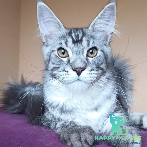 Django Maine Coon male black silver tabby - live animals