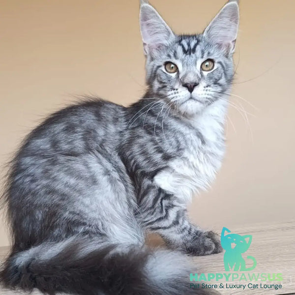 Django Maine Coon male black silver tabby - live animals