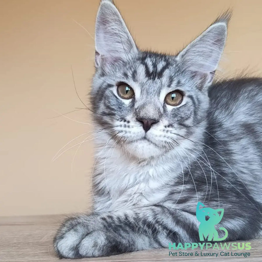 Django Maine Coon male black silver tabby - live animals