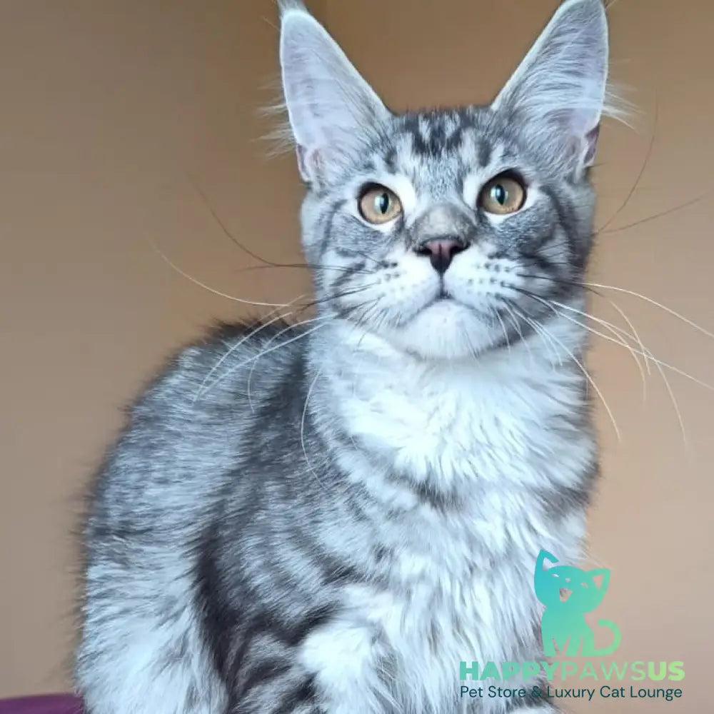 Django Maine Coon male black silver tabby - live animals