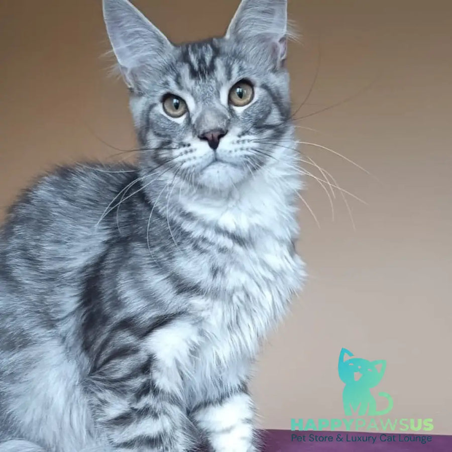 Django Maine Coon male black silver tabby - live animals