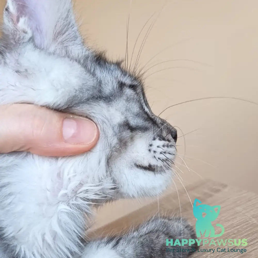 Django Maine Coon male black silver tabby - live animals