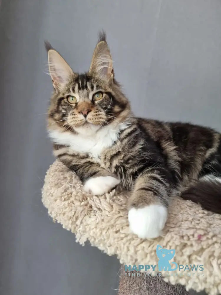 Django Maine Coon male black tabby bicolour live animals